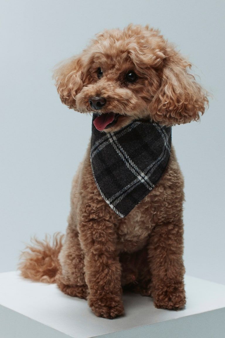 Dog Scarf
