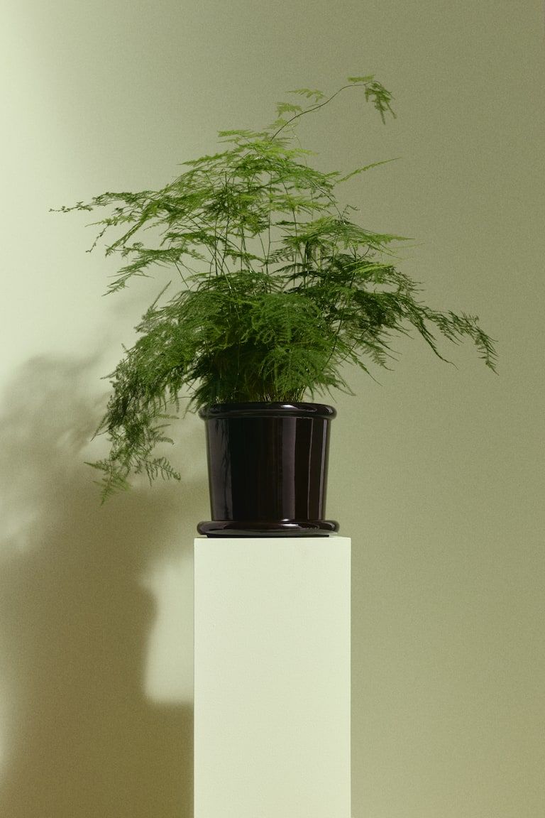 Large Stoneware Plant Pot with Saucer
