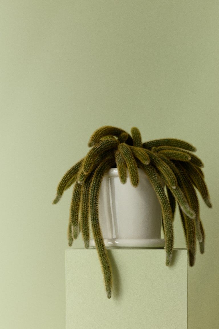 Stoneware Plant Pot with Saucer