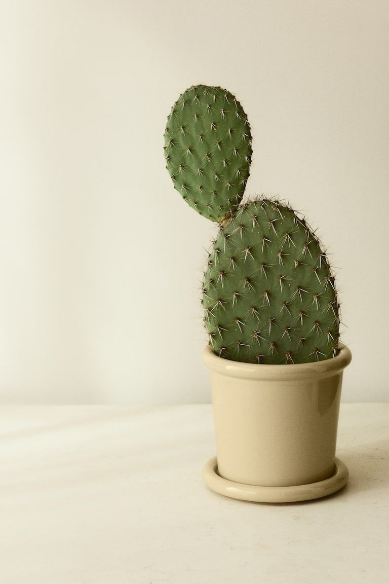 Stoneware Plant Pot with Saucer