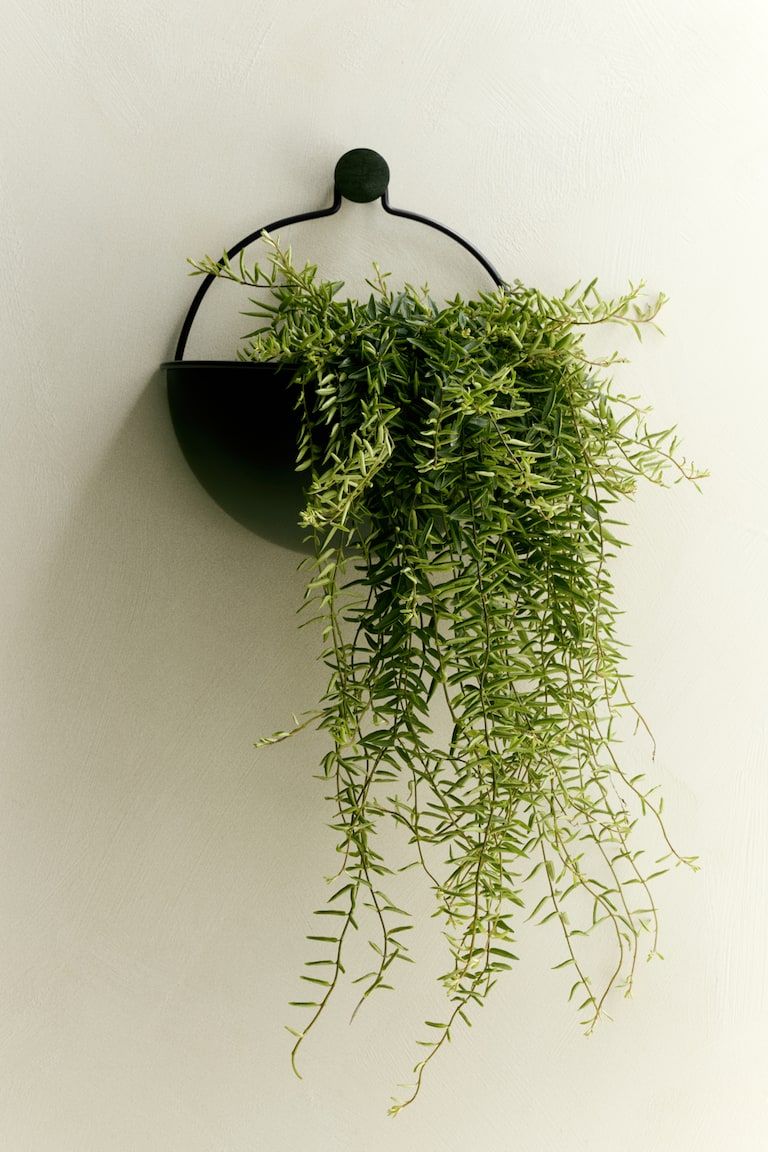 Wall-Mount Plant Pot